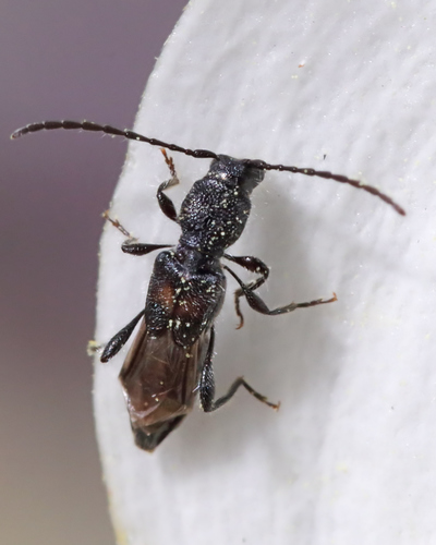Bimaculate Longhorn Beetle photo 3
