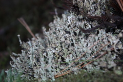 Cladonia multiformis
