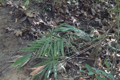 Chamaedorea pochutlensis