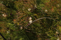 Serruria inconspicua