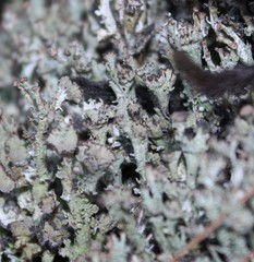 Cladonia multiformis