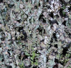 Cladonia multiformis