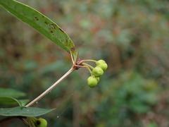 Berberis julianae