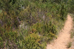 Serruria inconspicua