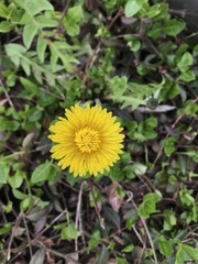 Taraxacum officinale