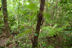 Alsophila fenicis