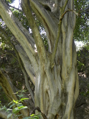 Ficus petiolaris