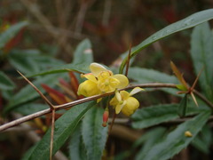Berberis julianae