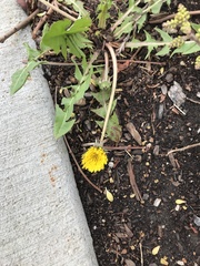 Taraxacum officinale