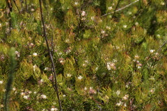 Serruria inconspicua