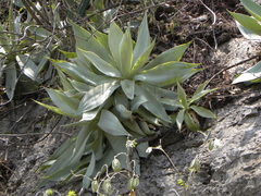 Agave mitis