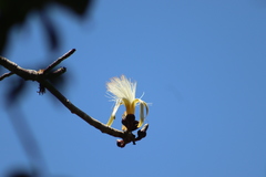 Pseudobombax ellipticum