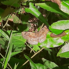 Quadrus u-lucida mimus