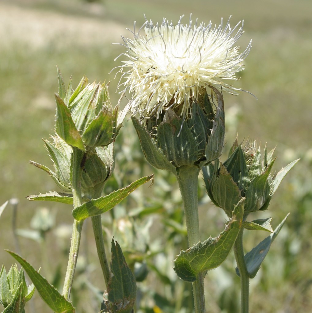 Carthamus helenioides