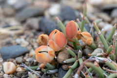 Ephedra frustillata