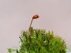 Rhynchostegiella tenella