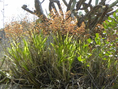 Cyrtopodium macrobulbon