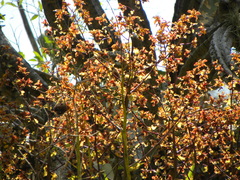 Cyrtopodium macrobulbon