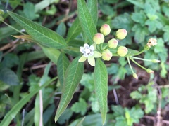 Asclepias nivea