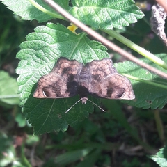 Nisoniades macarius