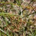 Cyperus denudatus - Photo (c) Tony Rebelo, some rights reserved (CC BY-SA), uploaded by Tony Rebelo