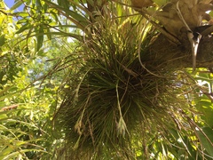 Tillandsia juncea