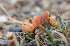 Ephedra frustillata