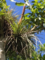 Tillandsia compressa