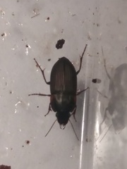 Anisodactylus rusticus