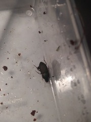 Anisodactylus rusticus