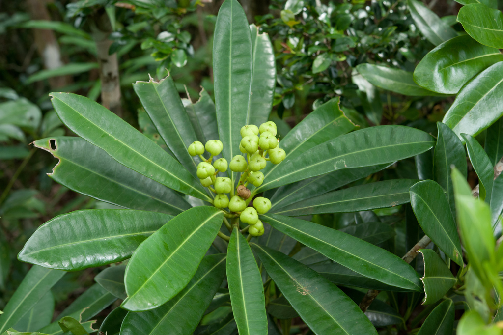 Excoecaria kawakamii