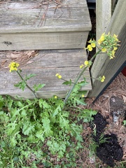 Youngia thunbergiana