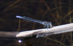 Pseudagrion draconis