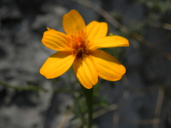 Tagetes moorei