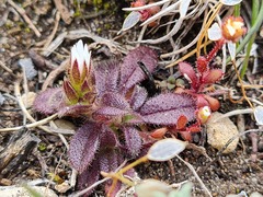 Cerastium semidecandrum