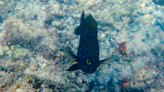 Plectroglyphidodon marginatus