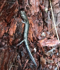 Aneides flavipunctatus