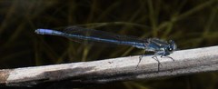 Pseudagrion draconis