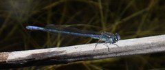 Pseudagrion draconis