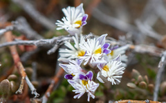 Polygala santacruzensis