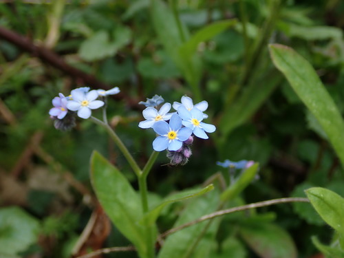 Myosotis sylvatica