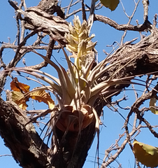 Tillandsia bourgaei