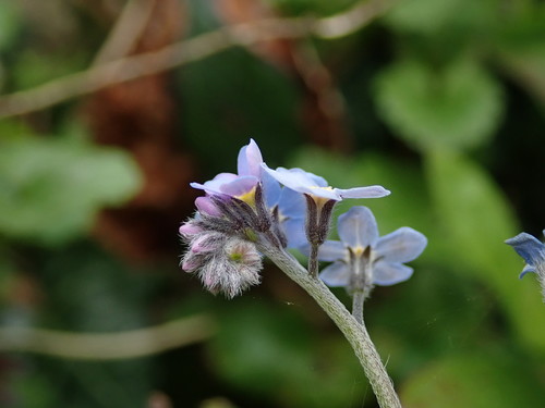 Myosotis sylvatica