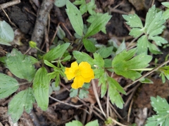Ranunculus hispidus
