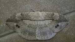 Sphingognatha asclepiades