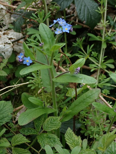 Myosotis sylvatica