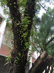 Pyrrosia adnascens