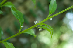 Ilex kusanoi