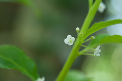 Ilex kusanoi