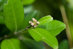 Buxus liukiuensis